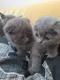 Шотландска клепоуха котка, снимка 8