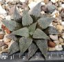 Хавортия (Haworthia emelyae var. major japanese clone), вкоренено сукулентно растение, снимка 1 - Стайни растения - 41479112