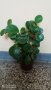 Продавам цвете, снимка 1 - Стайни растения - 44176807