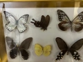 Рамка с екзотични пеперуди Азия, снимка 10
