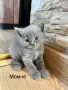 Малки пухкави котенца, снимка 3