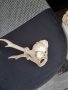 Малък череп сръндак, снимка 1 - Декорация за дома - 40661478