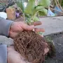 Продавам разсад ягоди , снимка 7