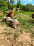 Виетнамски прасенца, снимка 1