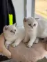 Британски котета , снимка 8