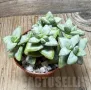 Crassula rupestris ‘Rosary Vine’, снимка 1