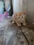 Малък Рижко търси своите хора , снимка 4