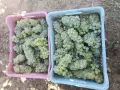 Продавам Мускат отонел и Ркацител, снимка 2