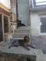 Продава Чистокръвни Малки Дратхари , снимка 3