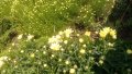 Продавам цветя Градинска маргарита – бяла и жълта, разсад, снимка 12