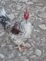 Петел лично предаване в Кърджали , снимка 3