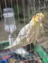 Продавам 2 Корели, снимка 2