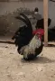 Продавам заменям, снимка 2