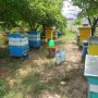 Пчелни семейства( кошери), снимка 5