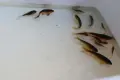 Японски шаран кои , снимка 5
