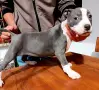 Питбул-Pitbul-Топ, снимка 2