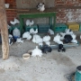 Продавам гълъби Финерлии - бели, сиви и пъстри, снимка 5