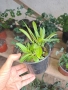 Топ карамфил , снимка 4