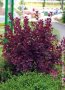 Червена Смрадлика (Cotinus coggygria 'Royal Purple'), снимка 8