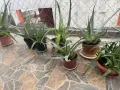 Продавам сукуленти,алое вера и Агаве/столетник/, снимка 2