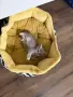 Британска късокосместа котка, снимка 3