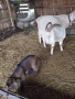Продавам кози с ярета, снимка 4