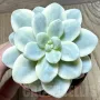 Sedum clavatum f.variegata, снимка 3