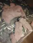 Нови ръкавички и шапка с уши, снимка 1