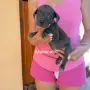 Сини питбулчета 3 момичета и 1 момче!, снимка 2
