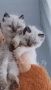 Ragdoll рагдол/регдол  котета мъжки, снимка 2