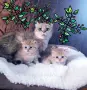 ТОП ЦЕНА .БРИТАНСКИ ЗЛАТНИ ЧИНЧИЛИ, снимка 5