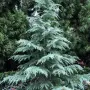 Хималайски кедър (дърво на боговете"), снимка 3