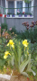 Продавам различни видове Перуники, снимка 1 - Градински цветя и растения - 44752133