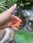 Златни риби Комети имам различни размери , снимка 16