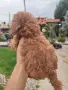 Пудел Той/Poodle Toy, снимка 2