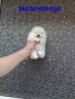 Миниатюрно мини момче. Мини Померан. Реални снимки !!! , снимка 5