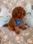 Пудел Той с родословие елитни Poodle toy red, снимка 9