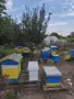 Пчелни семейства в кошери ДБ, снимка 3