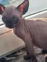 Канадски сфинкс, котенца, снимка 7