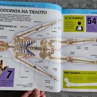 Енциклопедия " Искам да знам-Човешкото тяло", снимка 7 - Детски книжки - 41605733