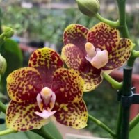 Орхидея фаленопсис Bambula, снимка 1 - Стайни растения - 40124310