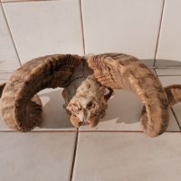 южноафрикански овен , снимка 5 - Декорация за дома - 44684521