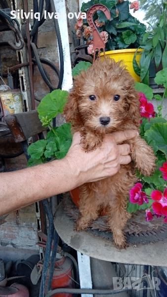 Продавам той пудел , снимка 1