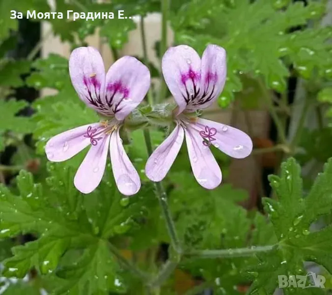 Индрише, снимка 1