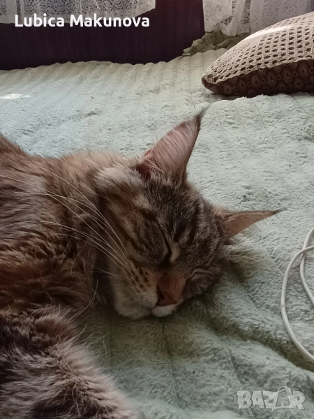 Безплатно, снимка 1