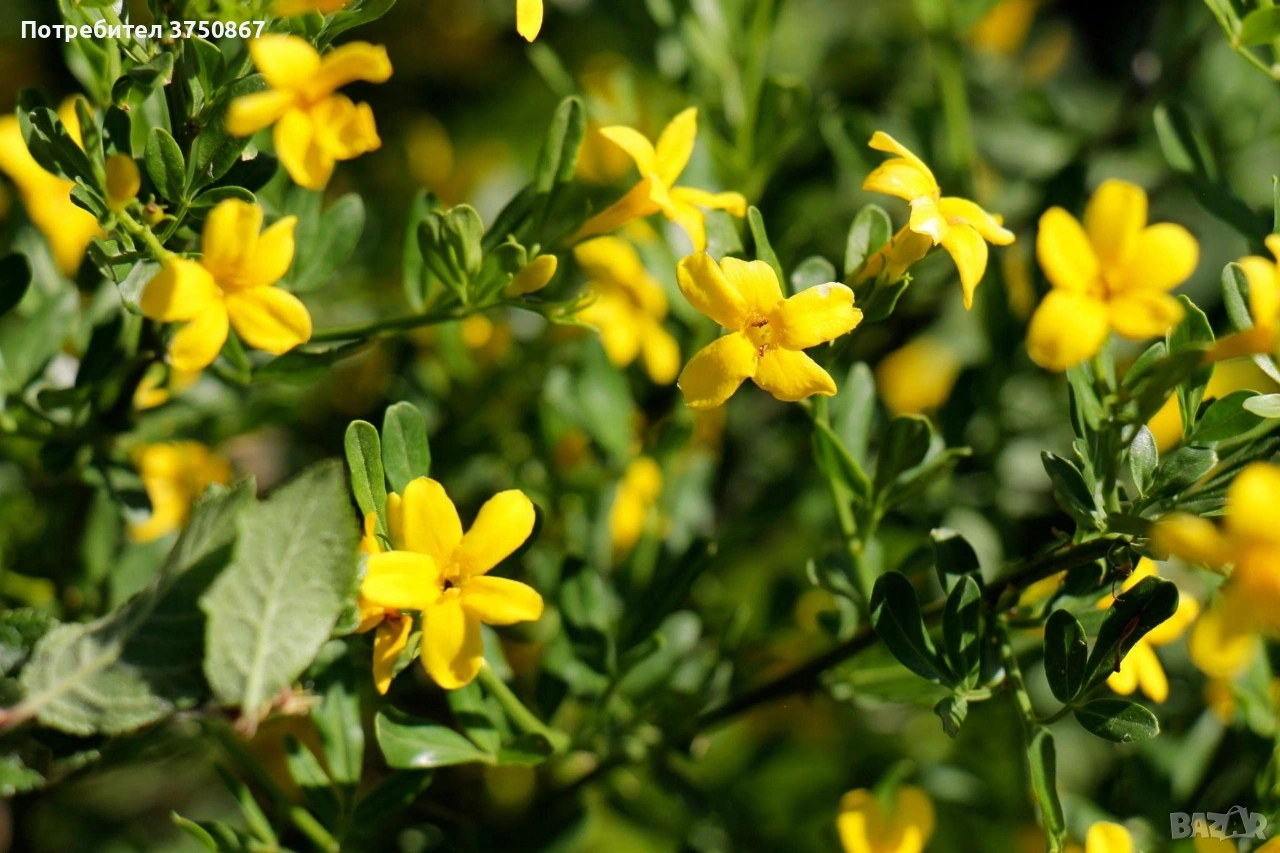 🌿💛🌱 Храстовиден жасмин (Jasminum fruticans), снимка 1