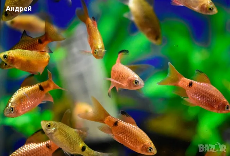 Огнен барбус, снимка 1