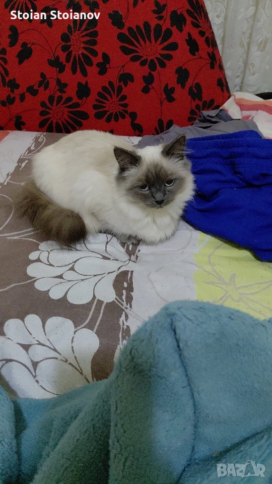 мъжко котенце Регдол на 4 месеца, снимка 1