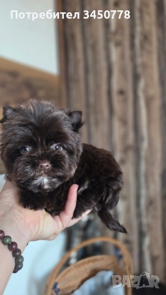 мини шоколадов йоркширски териер, снимка 1