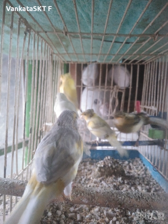 Канари, снимка 1